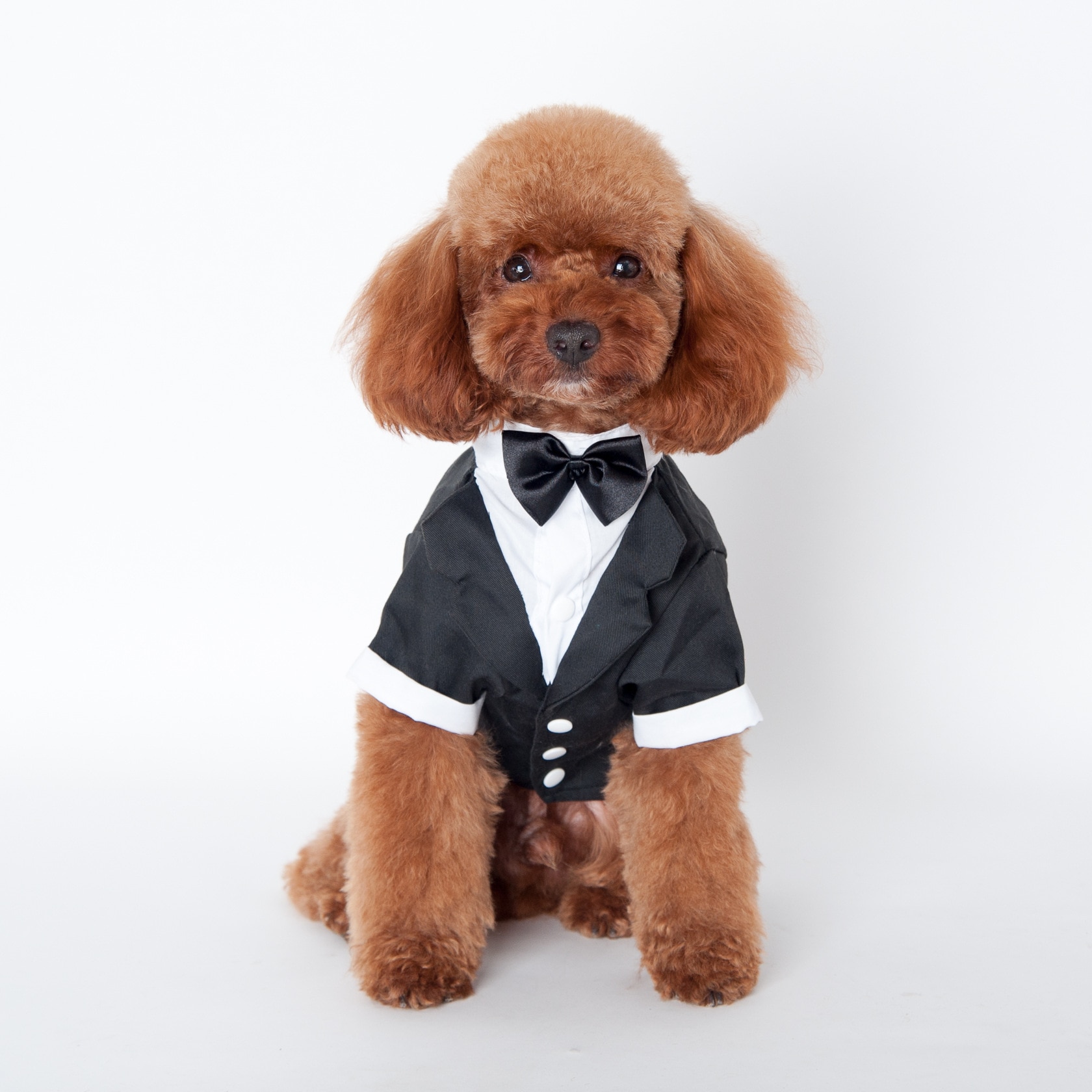 Leuke Honden Kat Kostuum Zwarte Vlinderdas Gentleman Tuxedo Formele Party Wedding Apparel Jas Kleding Voor Kleine Hond s-XXL
