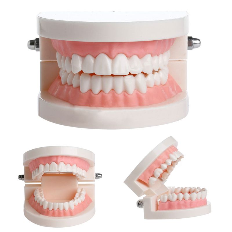 Adult Standard Dental Teaching Study Typodont Demonstration Teeth Model