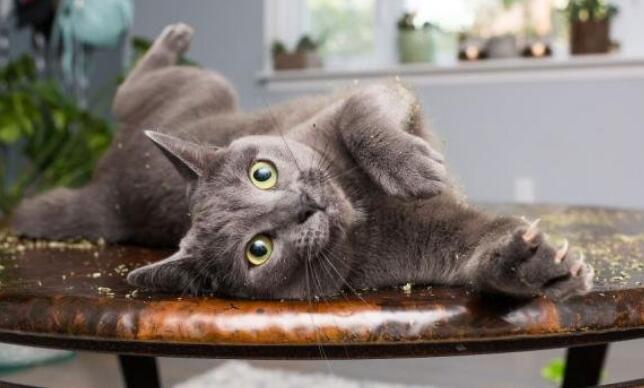 Medium Fish Shape Cat Scratcher Lounge Bed Fat Cat Bed Cardboard Paper Cat Toy Scratching Pad