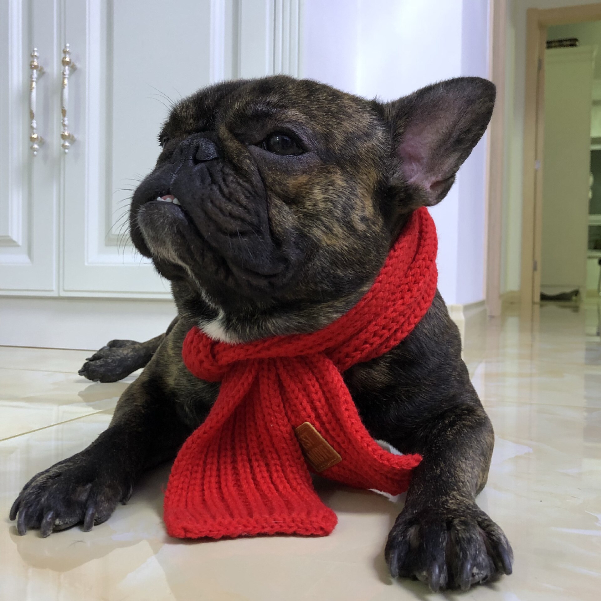 Écharpe en tricot pour chien et chat, accessoire de toilettage pour petit et moyen gabarit, Chihuahua, carlin, Corgi, caniche