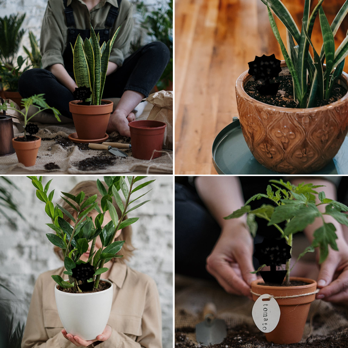 Papier collant imperméable pour plantes en pot, piège à mouches, panneau collant pour mouches de fruits, naturel, sûr, champignon, mounat