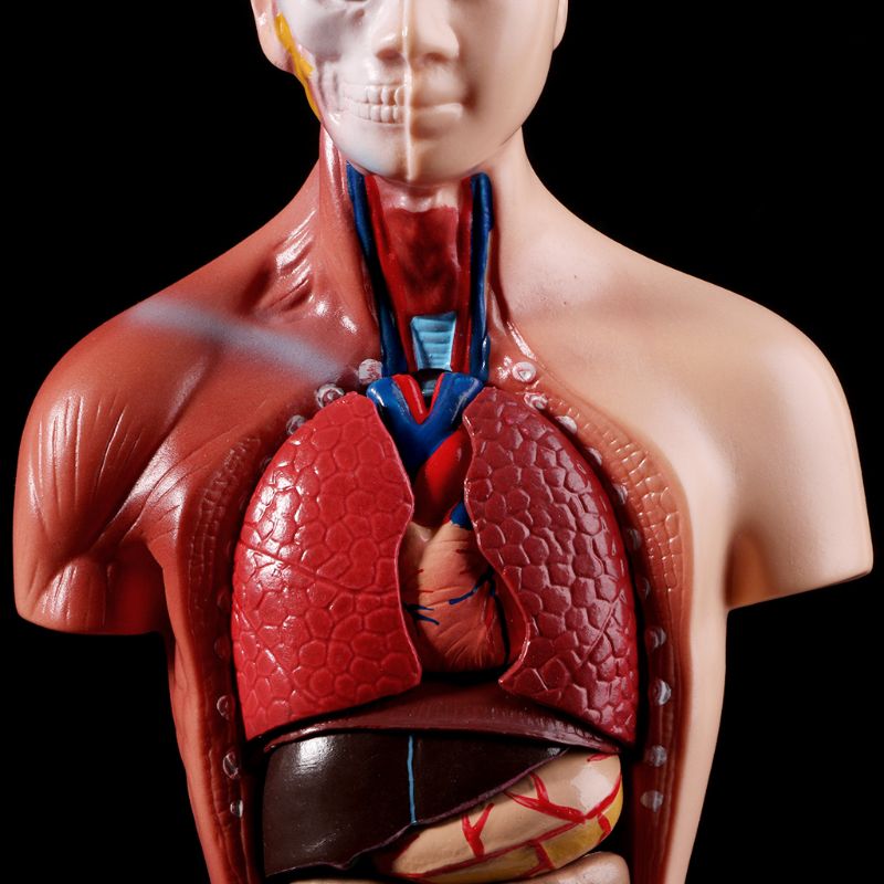 Human Torso Body Model Anatomie Anatomisch Medische Interne Organen Voor Onderwijs