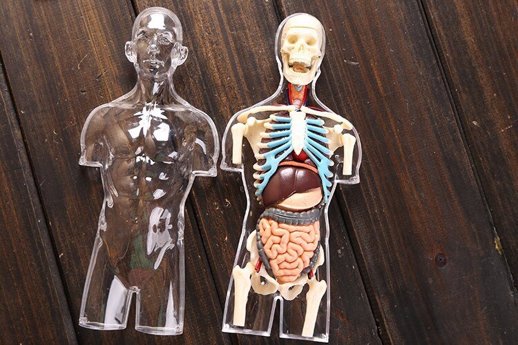 37 del samlet gennemsigtig menneskelig torso model human anatomi model 4d buste mandlig kropshoved muskuloskeletal anatomi videnskabsmodel