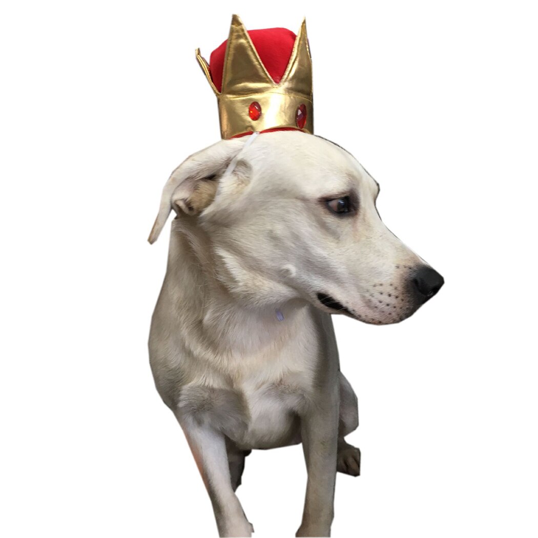 Cappello da compleanno per animali domestici corona carina cappellino da compleanno in cristallo cane copricapo divertente per cani gatti cappello da re per animali domestici festa per animali Cosplay Prop