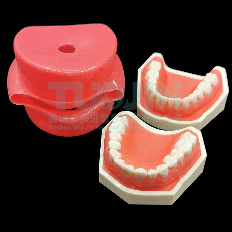 Dental Teeth Model Tooth Model With 28pcs Removable Typodent Teeth Practice For Students Dentistry Training Material Product