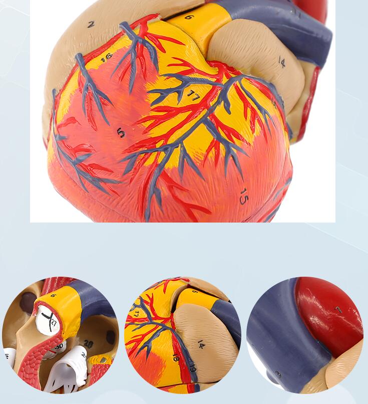 Cœur humain en 3 couleurs 1:1, modèle anatomique, Doppler détachable, cœur naturel adulte, modèle d'enseignement B053