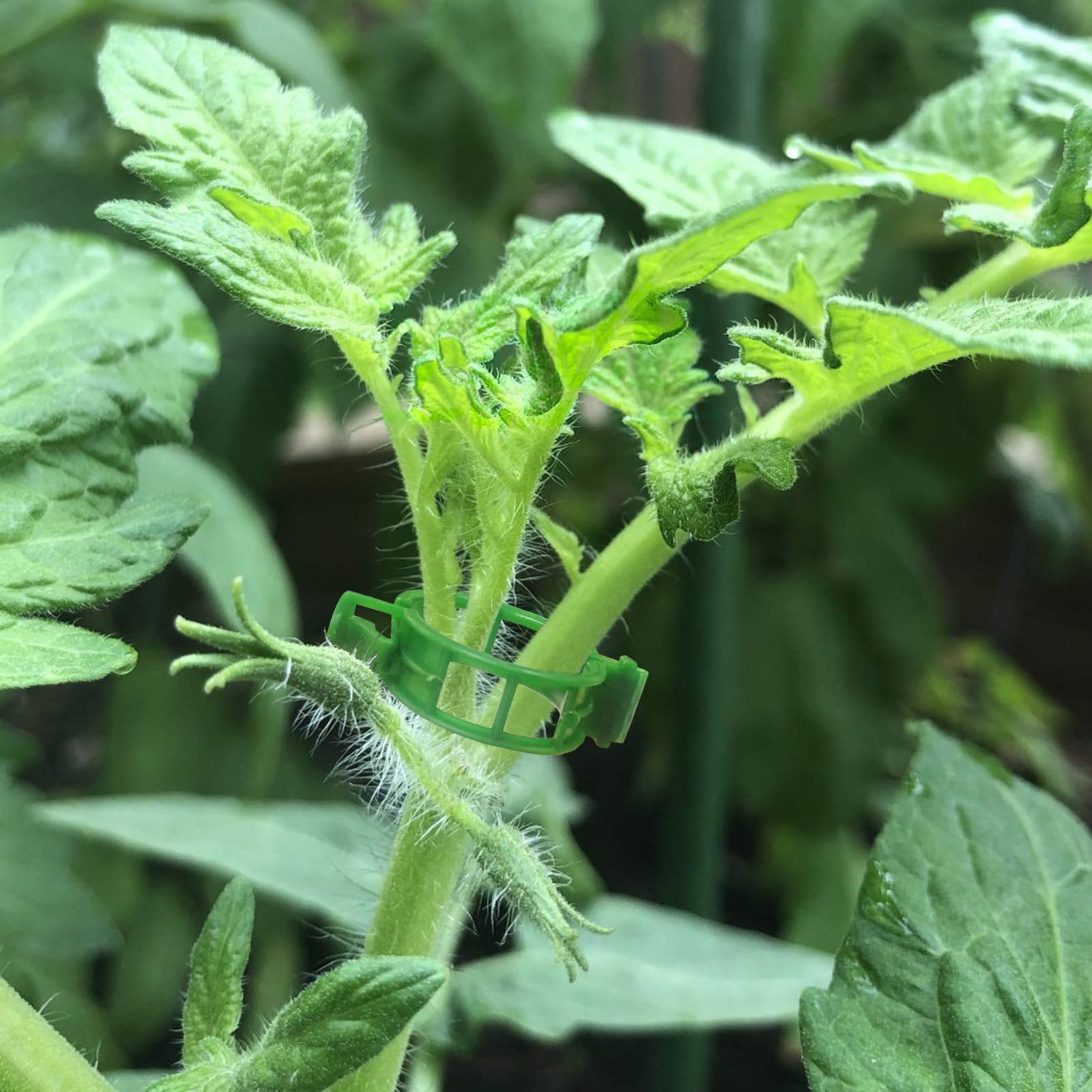 Clips de soporte para plantas, clips para tomate para enrejado de cuerdas, clips de flejado de vid de uva para red de jardín, soporte para plantas trepadoras