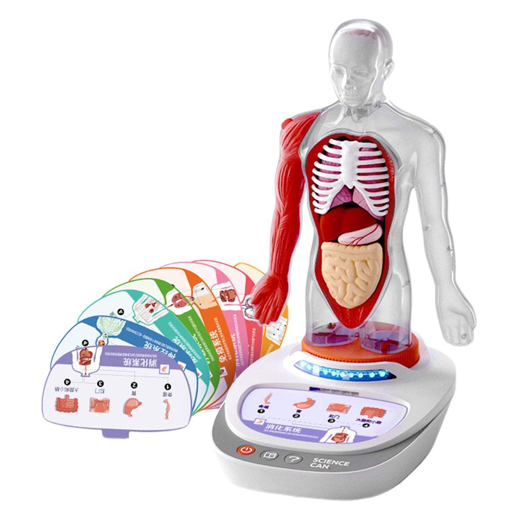 Plastic Human Torso Body Anatomy Model Realistic Learning Talking Children Kids