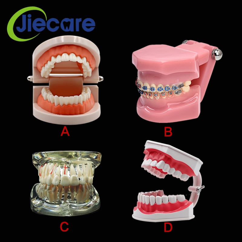 1 PC Dental Standard Teeth Model Oral Care Tooth Cleaning for Dental Teaching&amp;Practice Simulation