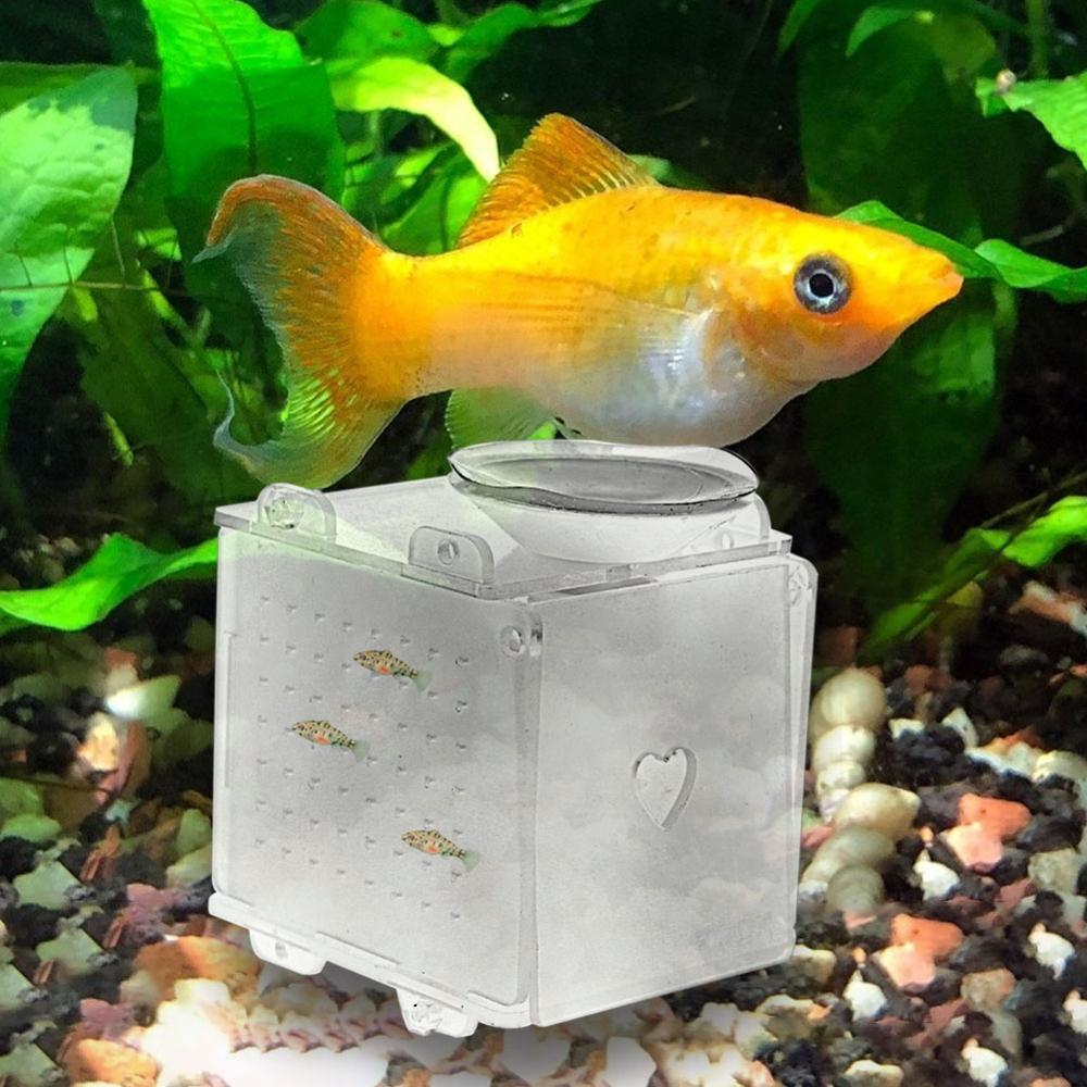 aquarium-hatchery-acrylic-fish-tank-breeding-isola-grandado