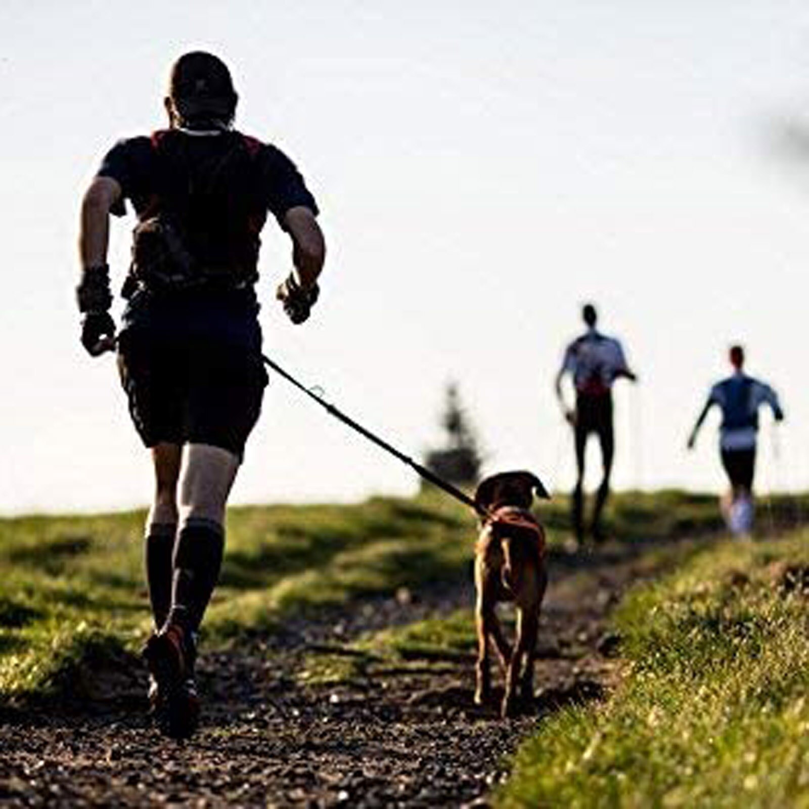 Reflecterende Leash Trekkabel Hond Running Riem Elastische Handen Vrij Jogging Pull Hond Aangelijnd Riemen # T3G