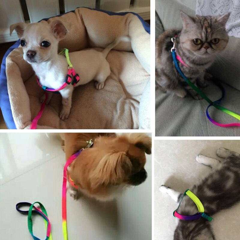 Breakaway rainbow nylon kat kæledyr halsbånd sele snor sæt til katte hund små kæledyr justerbar kanin hunde snor katten halsband