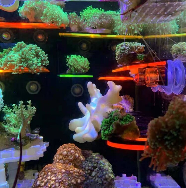 Fluorescence Coral Frag Rack SPS Acrylic Marine Aquarium Reef With Plugs LPS bracket Mount Tool for being placed