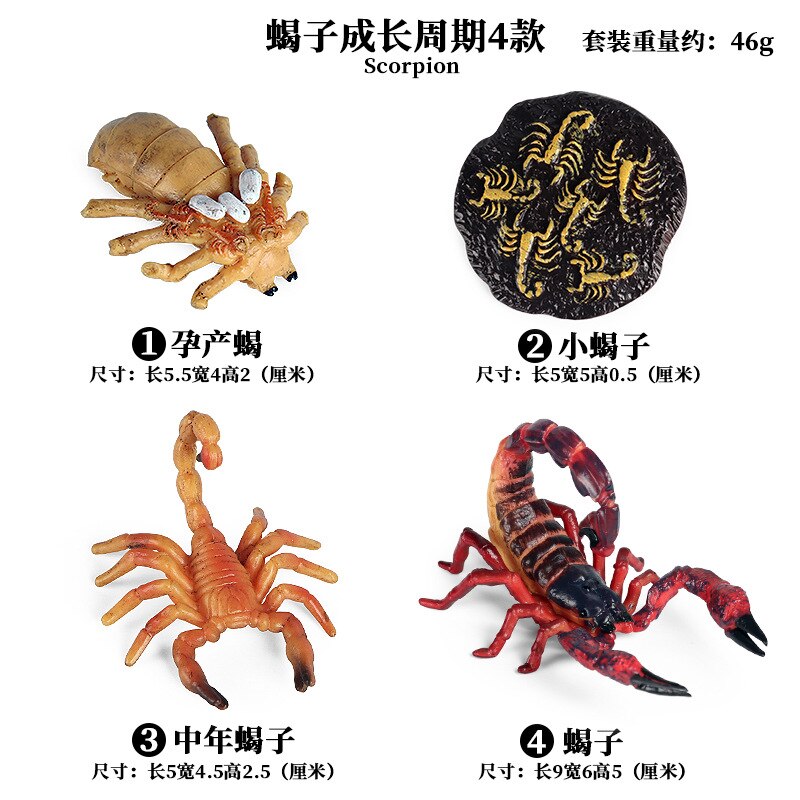 Models Growing Process Enlightenment Toys Furnishings Children's Wild Animals Knowledge Science,Home Entertainment: Scorpion 2