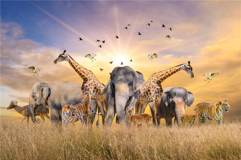 Landscape Jigsaw Puzzle 500 piece Puzzles For Adults Kids Learning Education: 07