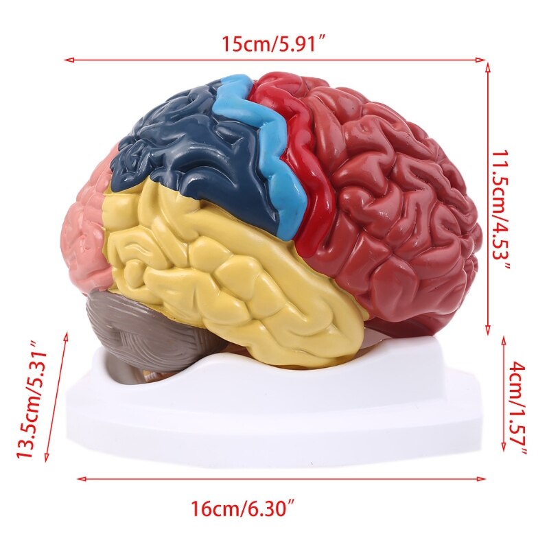 Life Size Human Brain Functional Area Model Anatomy for Science Classroom Study Display Teaching