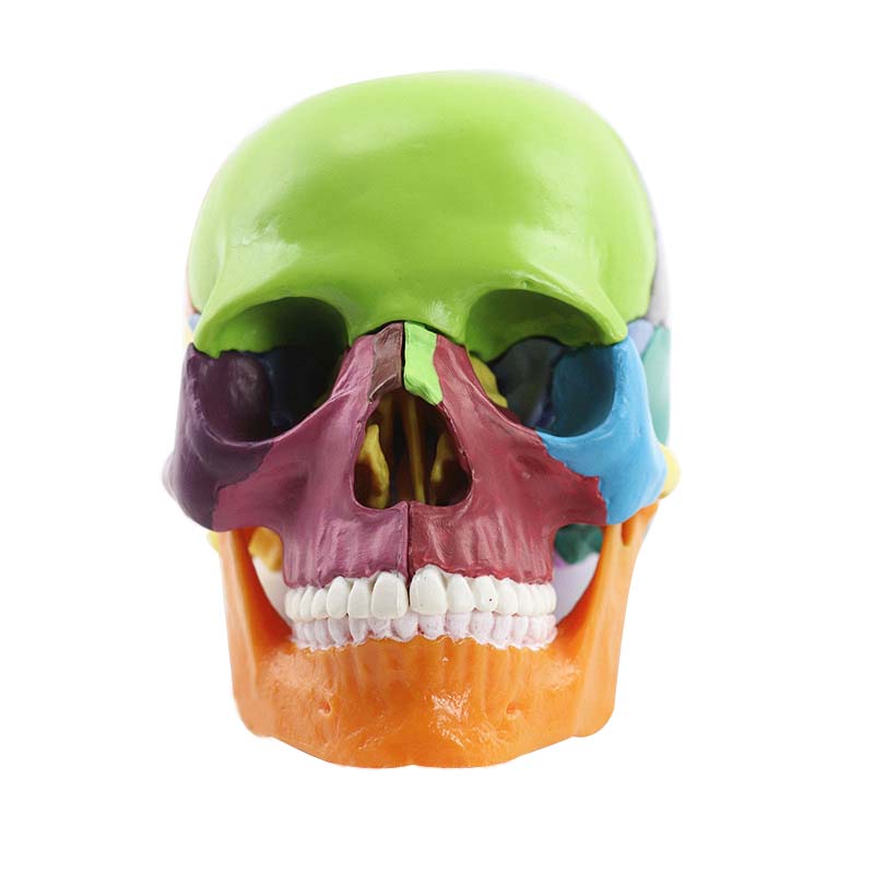 15 Onderdelen 4D 1:2 Levensgrote Kleur Vergadering Menselijk Anatomie Schedel Speelgoed Medische Skelet Onderwijs Model