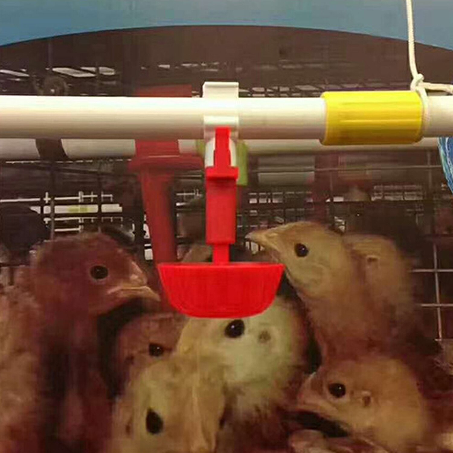 Behogar 5 stuks automatische drinknippels met bronwater voor duiven, kwartels, papegaaien, kippen, kuikens, eenden, ganzen, pluimvee