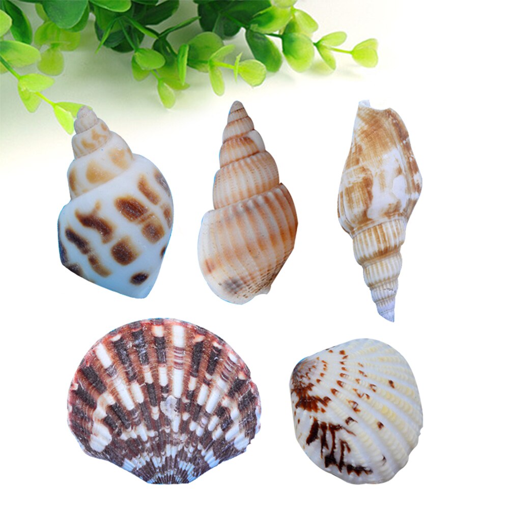 50 pcs Mixed Shells Decor Beautiful Mixed Decor Shell Home Mixed Shell Diy Crafts Shell Mixed Shell for Office