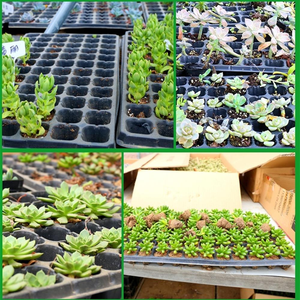 Bac de démarrage de semis en plastique avec 32/50/98/105/128 trous, 10 pièces, pour plantation de semis, plantes de Propagation, Pots de fleurs, pépinière