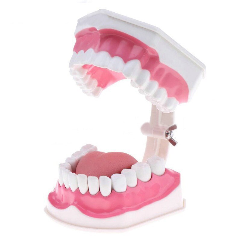Teeth Model and Toothbrush with High-Grade Teeth Teaching Model Model