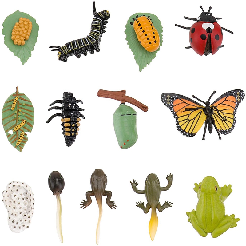3 Sets Insect Figurines Life Cycle of Butterfly Frog Ladybug Safariology Growth Cycle Model Education Toy: Default Title
