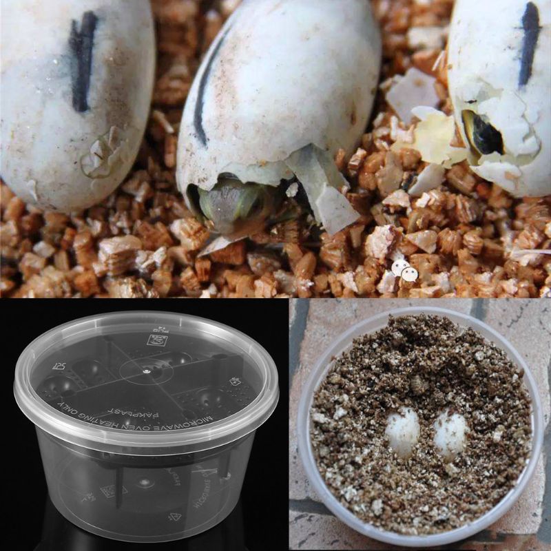Reptile Egg Incubator Plastic Lizard Snake Gecko Eggs Hatcher Hatching Box aquarium