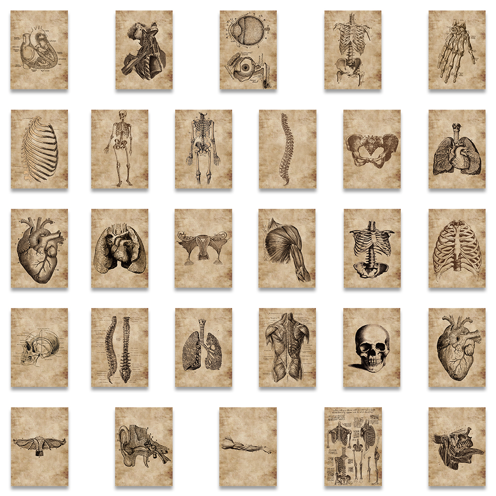 56Pcs Human Anatomy Physiology Heart Skull Internal Organs Sticker Skeleton Graffiti Stickers Luggage Laptop Sticker