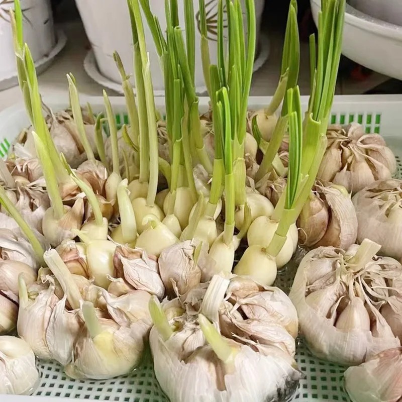1/3PCS Plastic Grow Kwekerij Potten Groente Grondloze Kwekerij Trays Zaad Kieming Lade Zaailing Spruit Plaat Tuin