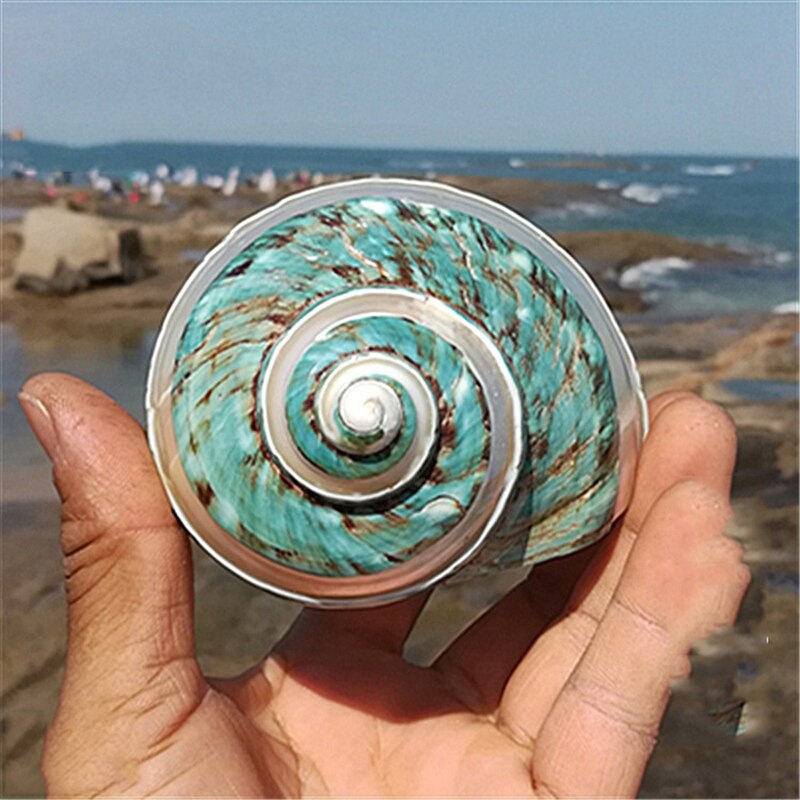 11Cm mar Caracol color verde 1 Uds decoración de peces de acuario seco chico decoración del acuario Mediterráneo Material orgánico de capa fina