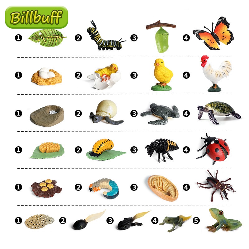 Butterfly Growth Cycle Bee Ladybug Spider Life Cycle Models Simulation Animal Model Action Figures Teaching Material For Kid