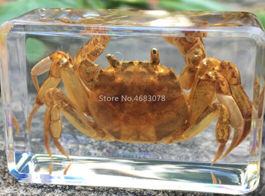 Concha de caracol de mar en resina transparente, instrumento de exploración educativa, suministros de enseñanza escolar, 44x29x18mm, 1 unidad: Hairy crab