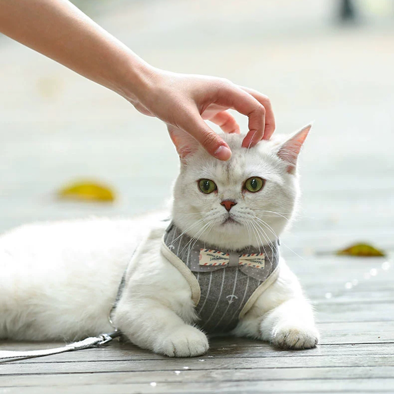Conjunto de arnés y correa para gato, chaleco para cachorro y gatito, accesorios para mascotas, banda para el pecho