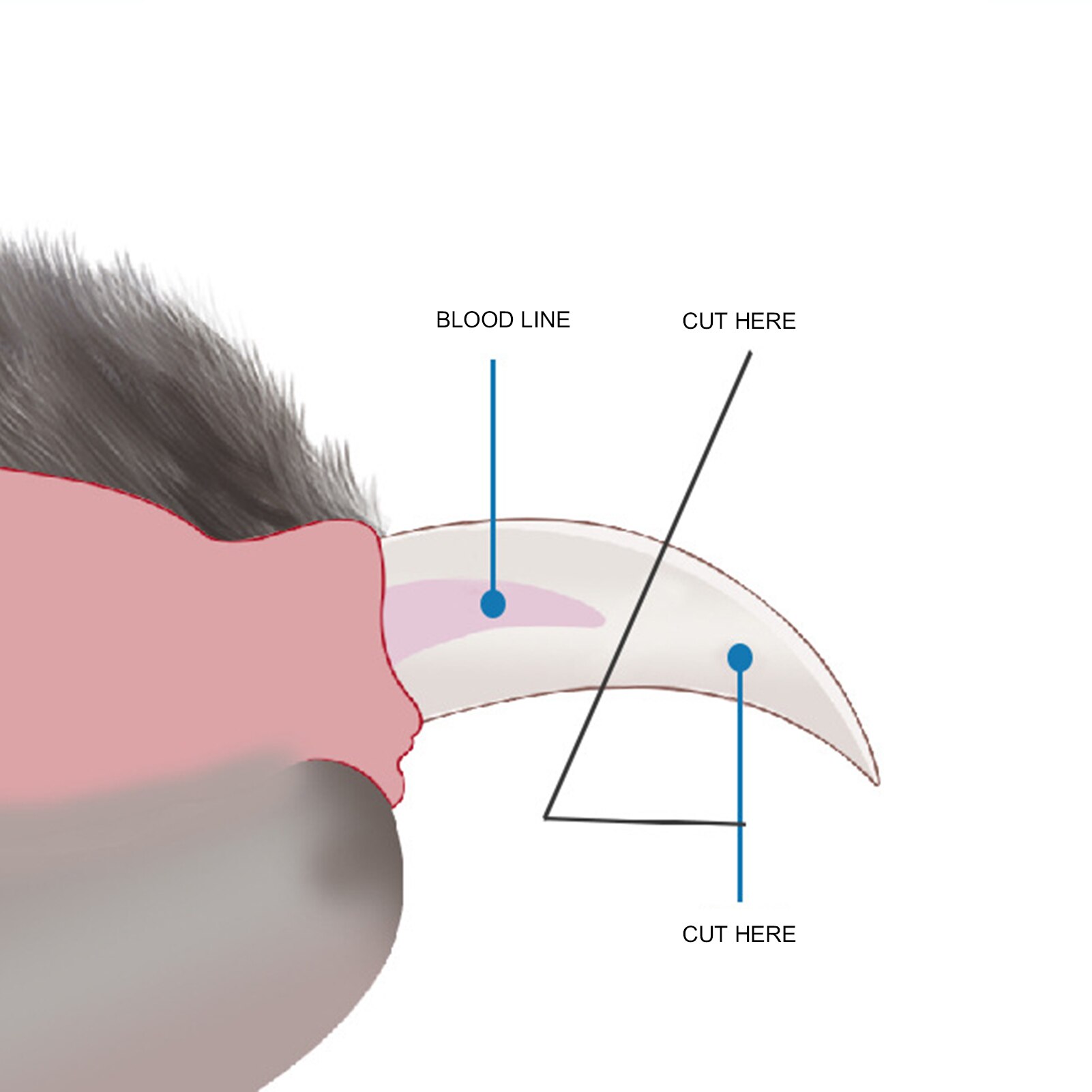 Hond Nagelknipper Trimmer Met Led Licht Pet Nail Cutter Machine Claw Nail Trimmer Grooming Schaar Puntenslijper Dierbenodigdheden
