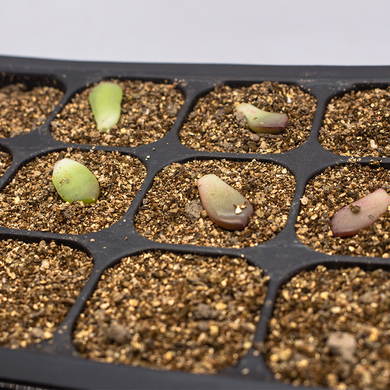 9/12 Hole Seed Seedling Device Germination Box Multi Purpose Planting Bag Plastic Nursery Pots Planting High Rate Tool