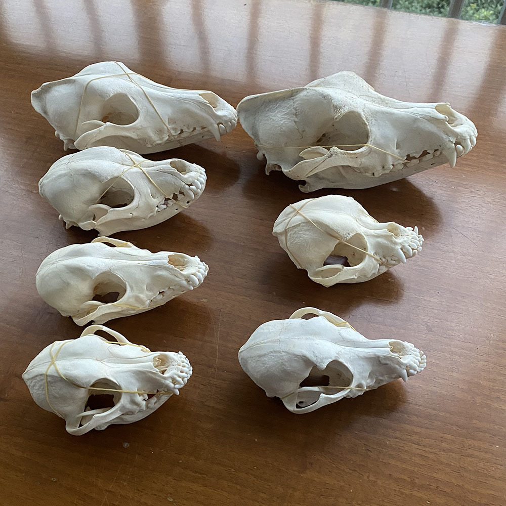 1pcs real Animal Skull specimen Collectibles Study Unusual Halloween &amp;