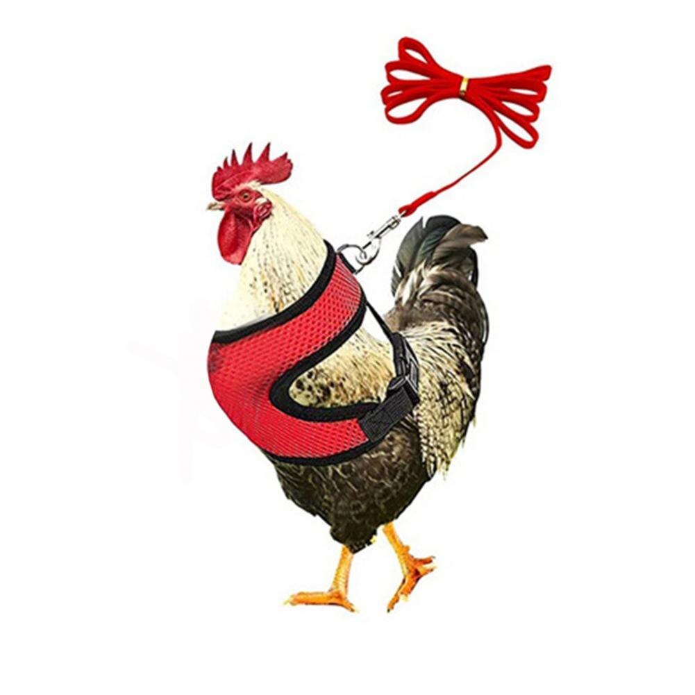 1 Set Poultry Harness Stylish Outdoor Chicken Vest Harness Colorful Chicken Harness: Red / S