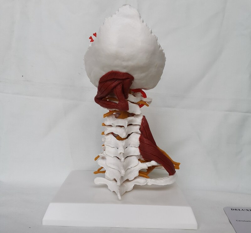 1:1 LifeSize Deluxe Cervical Spine with Muscles Vertebrae Cervical Human Anatomy Spinal Cord Sketelon