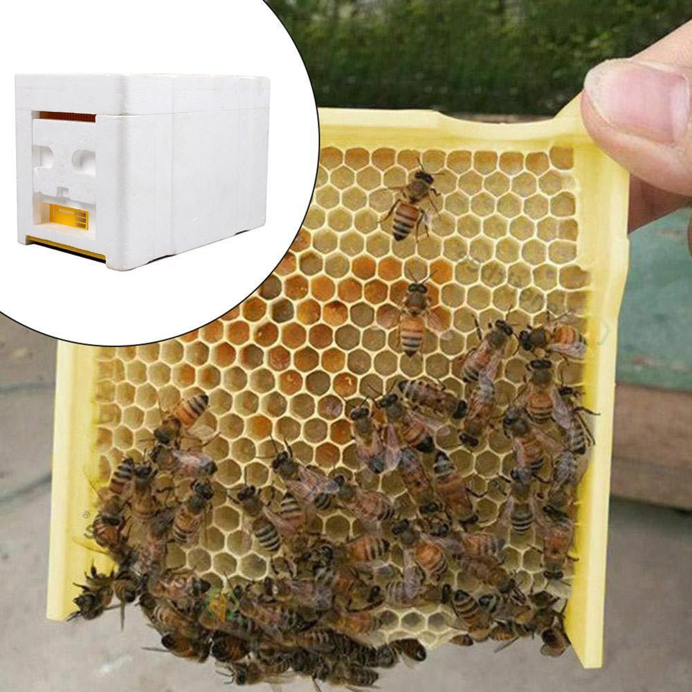 Caja de cola de abejas de plástico, caja con forma de panal, espuma de nido de abeja para cosecha, acoplamiento de abejas, polinización de abejas King, caja de densidad de abeja H F9N3