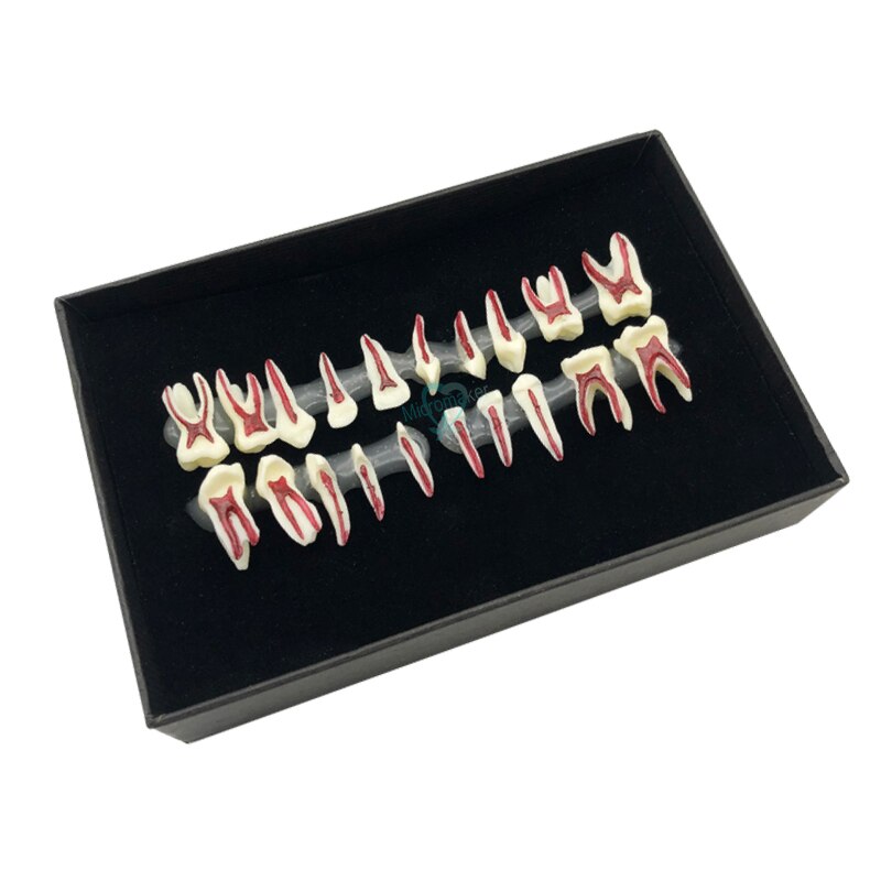 1Box Dental Oral Anatomical display model Teaching Model Dental Oral Deciduous Teeth Model Child&#39;s deciduous tooth