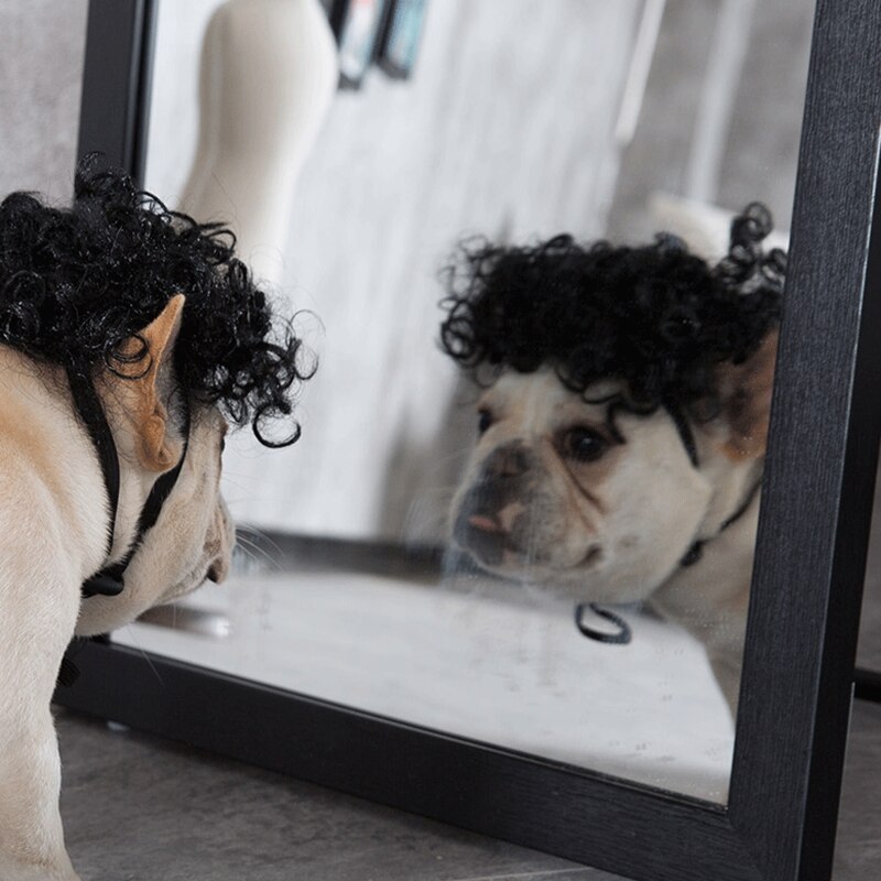 [MPK Store] Curly Dog Wig, Dog Costume, Dog Assessories