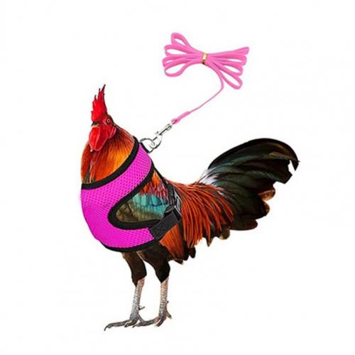 1 Set Chicken Harness Pretty Unisex Mesh Outdoor Chicken Vest Harness for Goose Duck Leash Chicken Harness: Purple / M