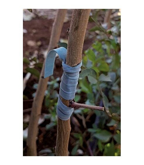 Bandes élastiques à greffer Flexiband 240x6. 1Kg.
