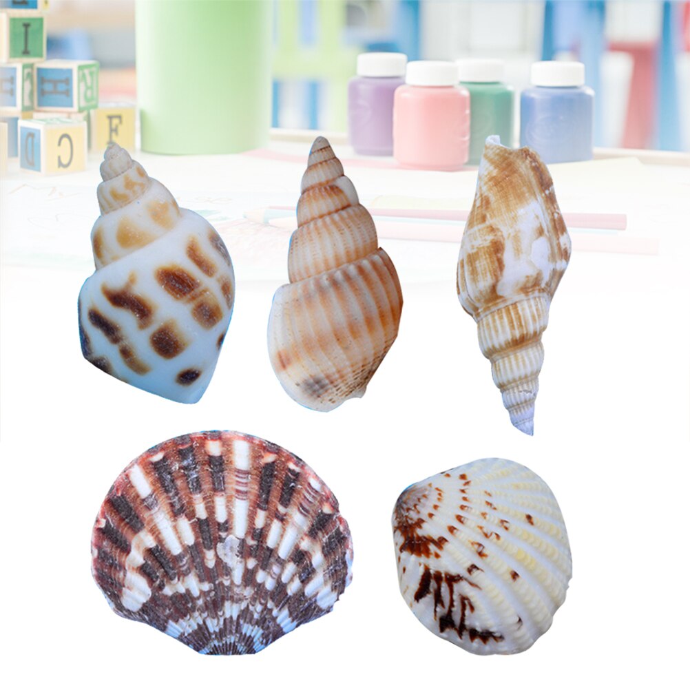 50 pcs Mixed Shells Decor Beautiful Mixed Decor Shell Home Mixed Shell Diy Crafts Shell Mixed Shell for Office