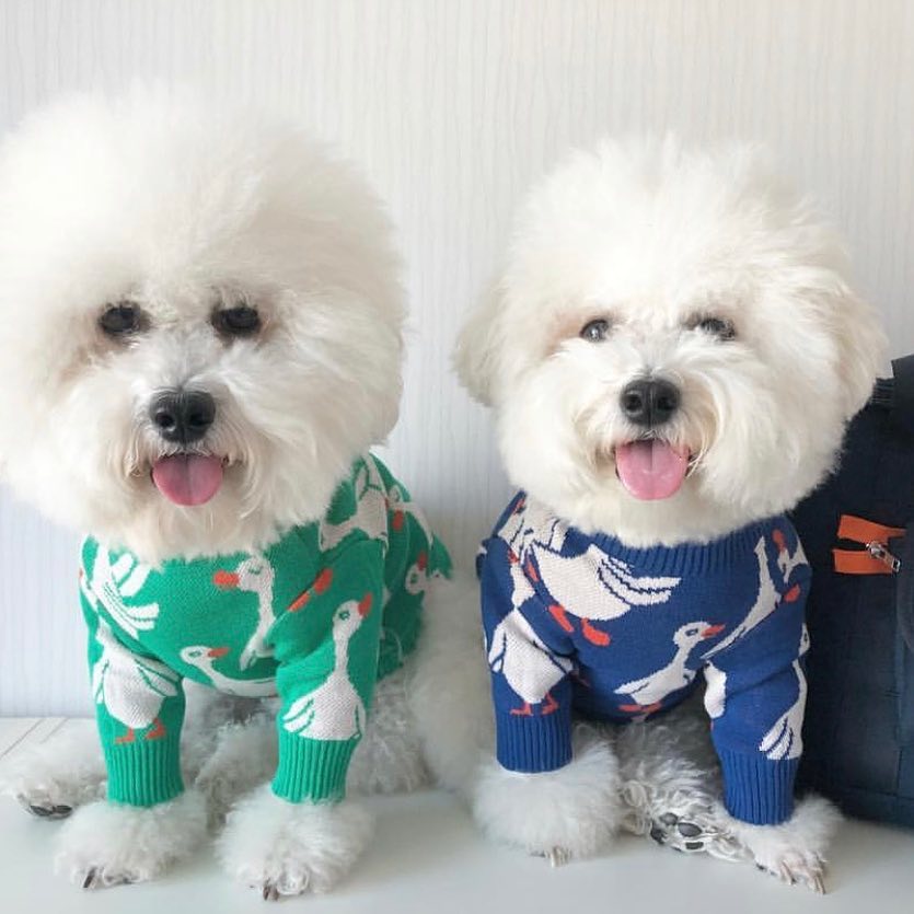 Camisola do cão clássico animal de estimação roupa casual traje moda camisola jaqueta de malha para schnauzer bulldog roupas de cachorro
