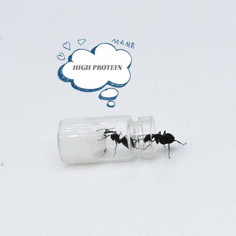 Nutritional Protein Ant Food Ant Workshop Ant Castle After Breeding Japanese Arched Ant Feed Pet Ant Food Pet Terrarium Supplies