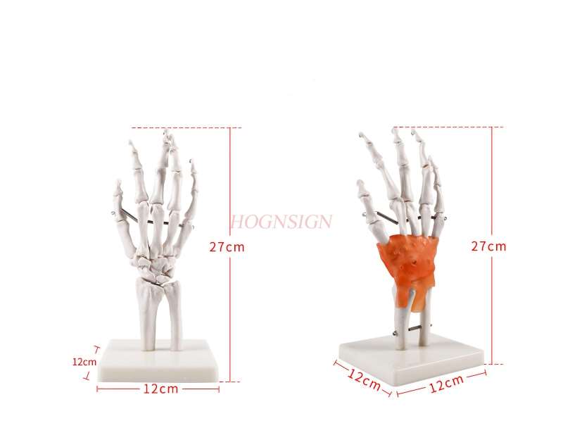 Dłoń kościotrupa Model medyczny nauczanie dłoń kościotrupa Model pomoc dydaktyczna artystyczny obraz dłoń kościotrupa Model kości prawdziwa ludzka dłoń kościotrupa