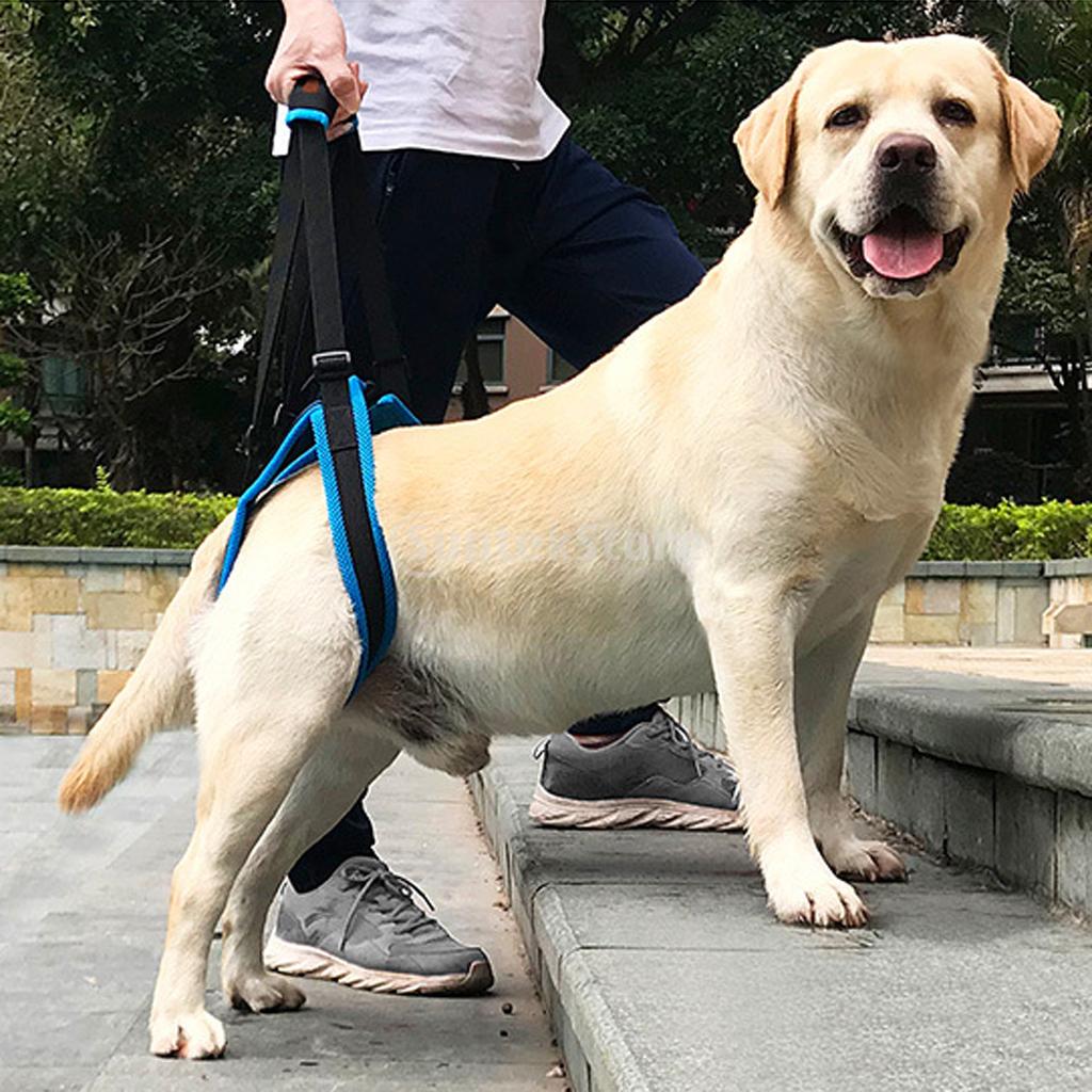 Harnais de levage de ceinture auxiliaire | Pour chien de compagnie, pattes arrière, harnais de soutien à la mobilité avec écharpe d'aide pour chiens blessés âgés
