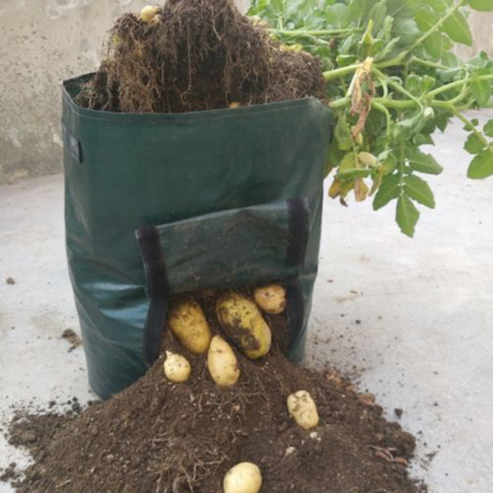Kartoffel vokse planter beholder hjem frøplanter have balkon bonsai have dekoration blomsterpotte søde kartofler dyrkning potter: Default Title