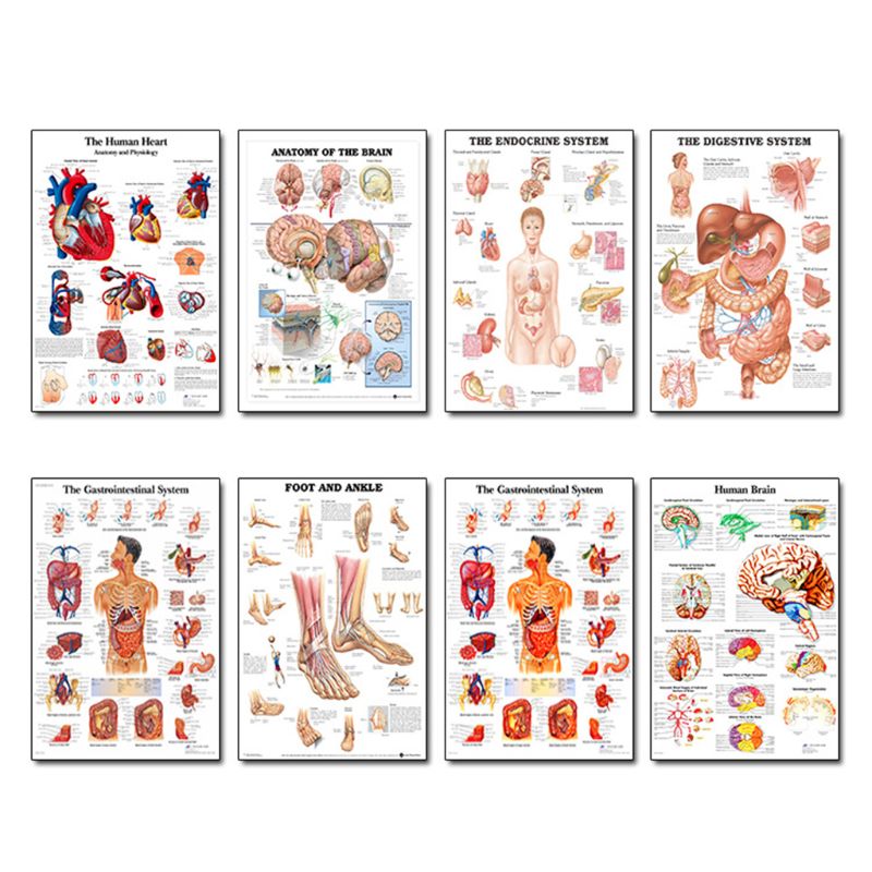 Muscular &amp; Skeletal System Anatomical Poster Set - Human Skeleton &amp; Muscle Anatomy - Single Sided19" x 27"